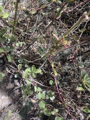 Kalanchoe densiflora