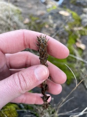Epilobium densiflorum