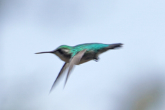 Chlorostilbon melanorhynchus