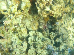 Lobactis scutaria