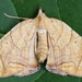Eulithis diversilineata - Photo (c) Seabrooke Leckie,  זכויות יוצרים חלקיות (CC BY-NC-ND)