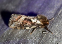 Korscheltellus gracilis