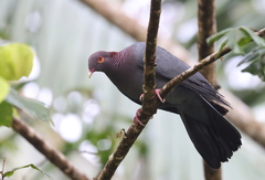 Patagioenas squamosa