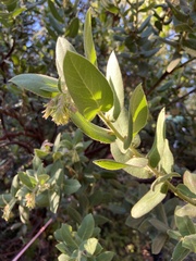 Arctostaphylos regismontana