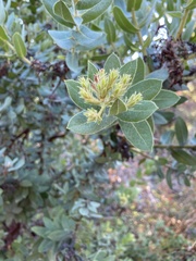 Arctostaphylos regismontana