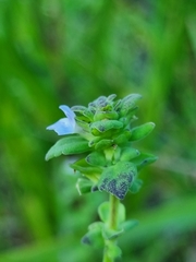 Plantaginaceae