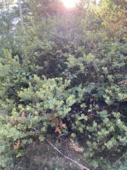 Arctostaphylos regismontana
