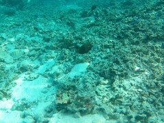 Acanthurus olivaceus