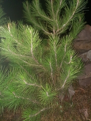 Pinus greggii