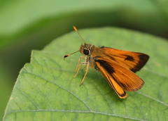 Choranthus vitellius