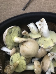 Butyriboletus appendiculatus