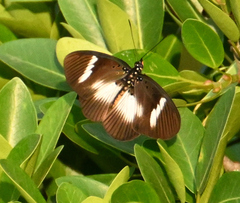 Pseudacraea eurytus imitator
