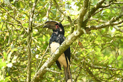 Bycanistes bucinator