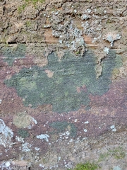 Micareopsis irriguata