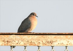 Streptopelia senegalensis