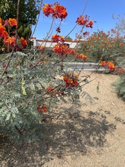 Caesalpinia pulcherrima