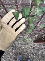 Funastrum cynanchoides