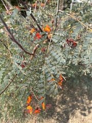 Caesalpinia pulcherrima