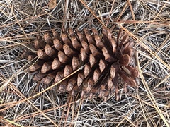 Pinus elliottii elliottii