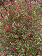 Salvia