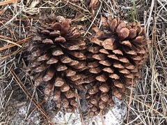 Pinus elliottii elliottii