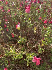 Salvia