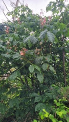 Aesculus × carnea