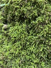 Forsstroemia trichomitria