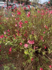 Salvia
