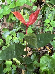 Aidia cochinchinensis