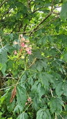 Aesculus × carnea