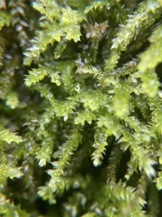 Forsstroemia trichomitria