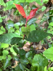 Aidia cochinchinensis