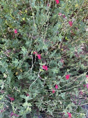 Salvia