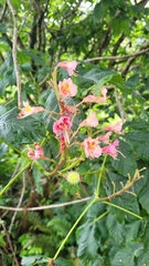 Aesculus × carnea