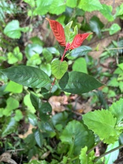 Aidia cochinchinensis