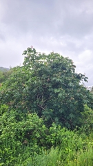 Aesculus × carnea