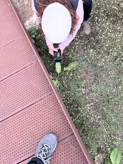 Hydrocotyle sibthorpioides