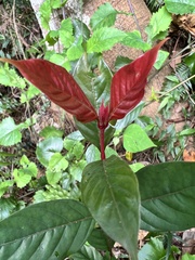 Aidia cochinchinensis