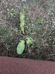 Hydrocotyle sibthorpioides