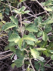 Rubus cuneifolius