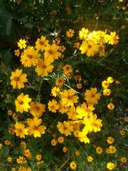 Tagetes