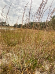 Andropogon capillipes