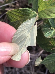 Rubus cuneifolius