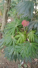 Jatropha multifida