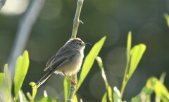 Prinia inornata