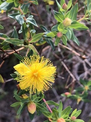 Hypericum myrtifolium
