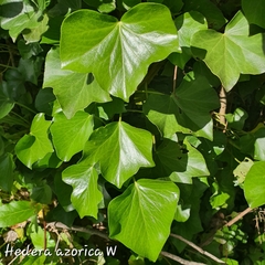 Hedera azorica