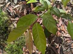 Glochidion ferdinandi