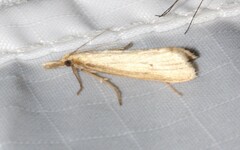 Donacaula